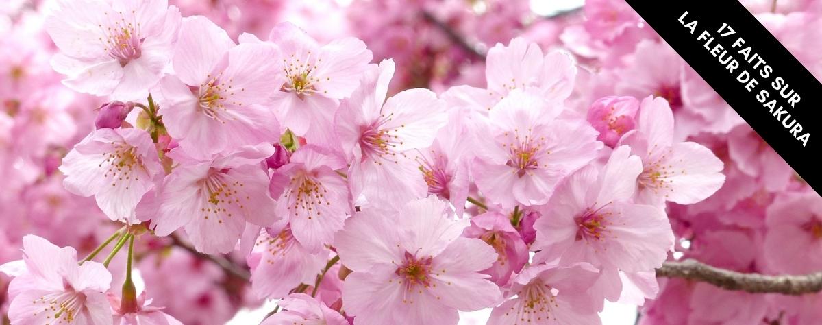 17 faits sur les fleurs de sakura