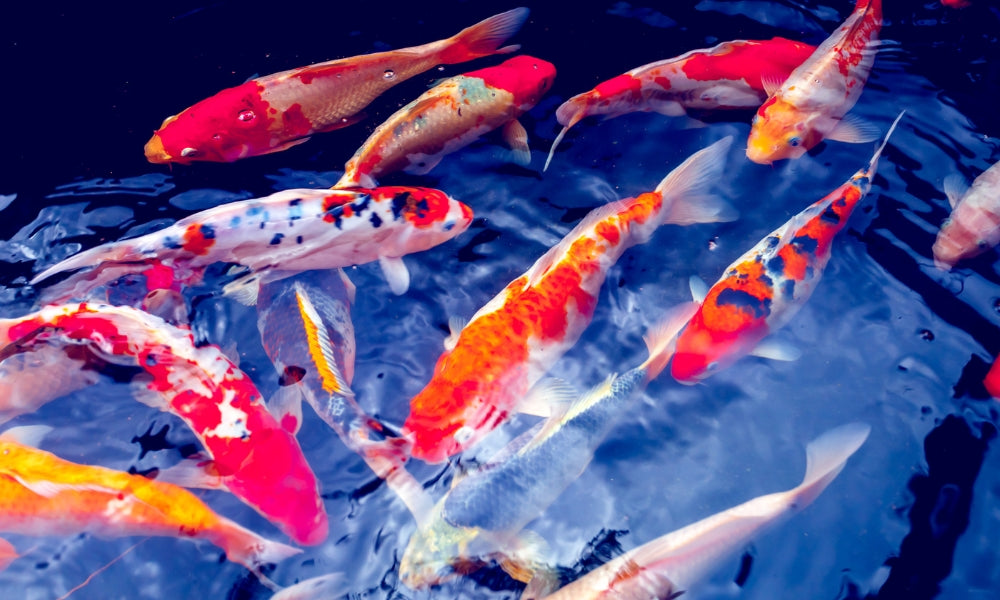 La carpe koi : symbole de courage et de réussite