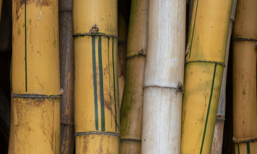 Le bambou : symbole de force et de souplesse