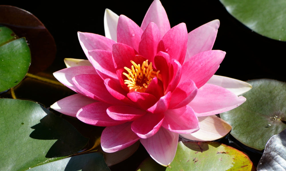 Le lotus : symbole spirituel dans la culture japonaise