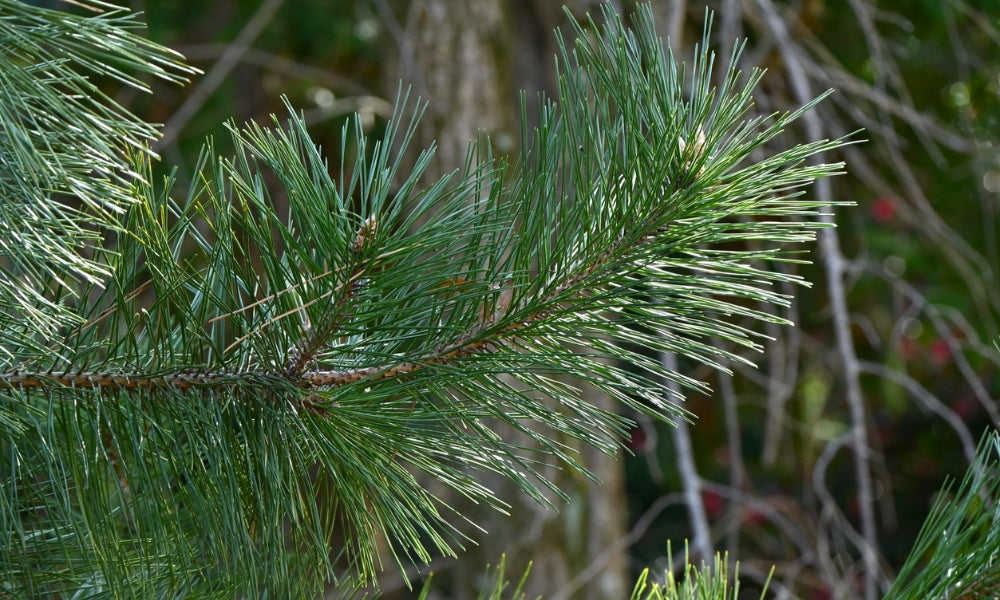 Le pin japonais : symbole de longévité