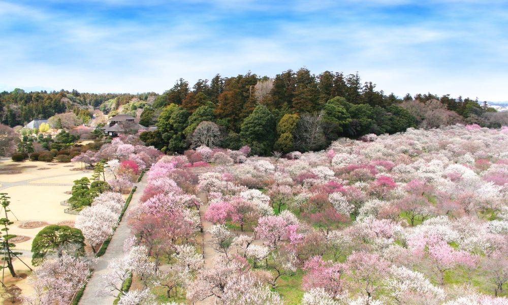Le prunier japonais (ume) : symbole de renouveau