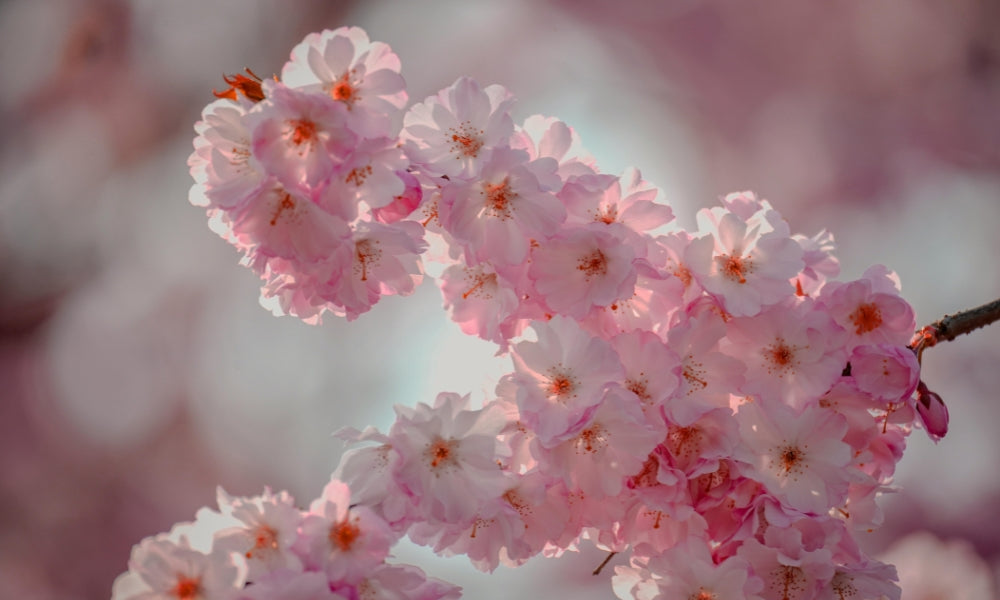 Le sakura (fleur de cerisier) : symbole du Japon et de l’éphémère